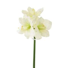 Danube Home Rejoice White Amaryllis Artificial Flower Bunch (83 cm)