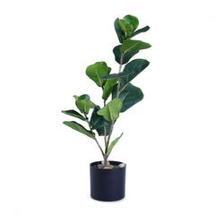 Ficus Pandurata Hance Plant With Pot (48 cm, Green)