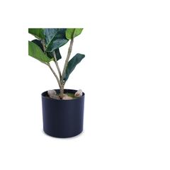 Ficus Pandurata Hance Plant With Pot (48 cm, Green)