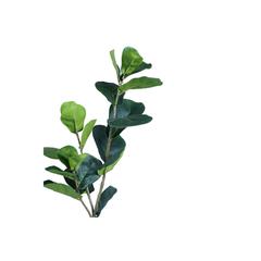 Ficus Pandurata Hance Plant With Pot (48 cm, Green)