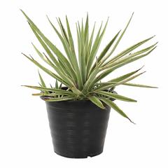 Agave Angustifolia Variegata Plant (30 x 30 x 50 cm)