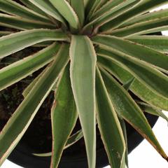 Agave Angustifolia Variegata Plant (30 x 30 x 50 cm)