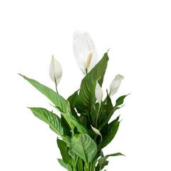 Gover Peace Lily Indoor Plant (80 cm)