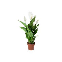 Gover Peace Lily Indoor Plant (80 cm)