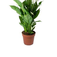 Gover Peace Lily Indoor Plant (80 cm)