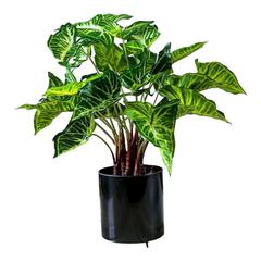Pan Emirates Philo Artificial Plant (45 cm)