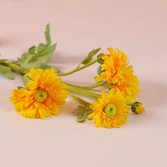 Danube Home Rejoice Yellow Wild Chrysanthemum Artificial Flower Stem (66 cm)