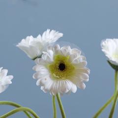 Danube Home Rejoice White Gerbera Daisy Artificial Flower Stem (61 cm)