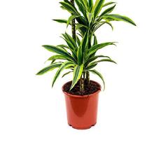 Gover Dracaena Lemon Lime Indoor Plant (100 cm)