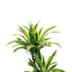 Gover Dracaena Lemon Lime Indoor Plant (100 cm)