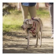 Company Of Animals Halti Walking Dog Harness (Medium)