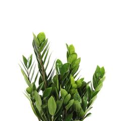 Gover ZZ Indoor Plant (80 cm)