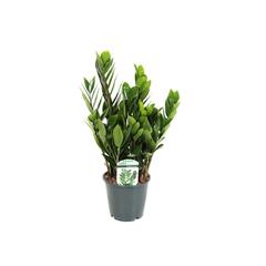 Gover ZZ Indoor Plant (80 cm)