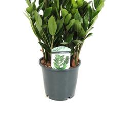 Gover ZZ Indoor Plant (80 cm)